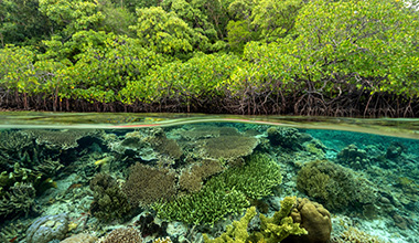 que son los manglares