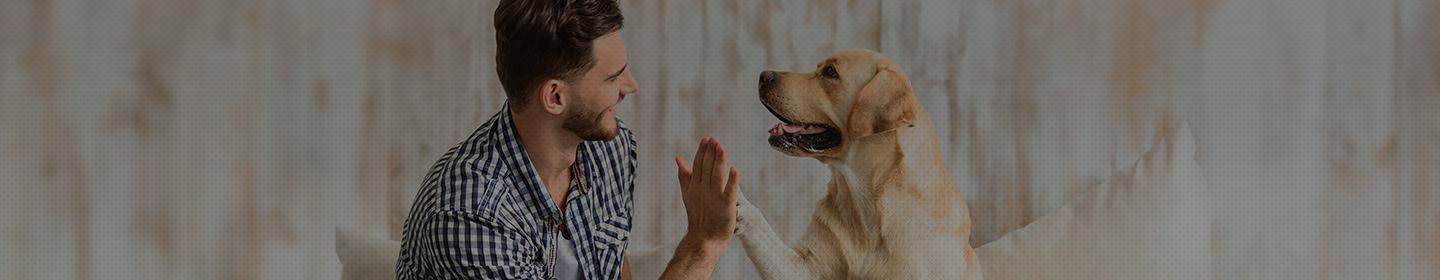 nombre para perros nombre para perros