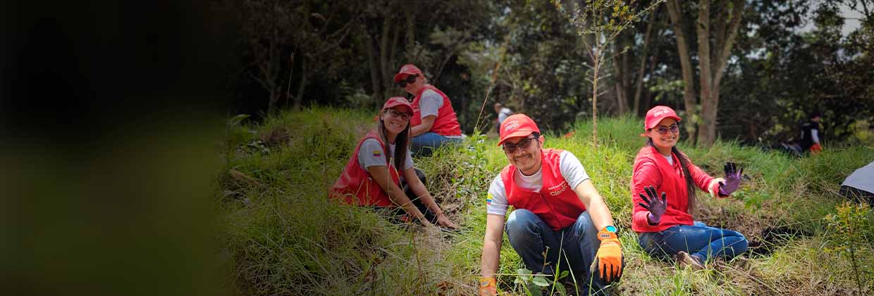 Árboles sembrados Soacha Árboles sembrados Soacha