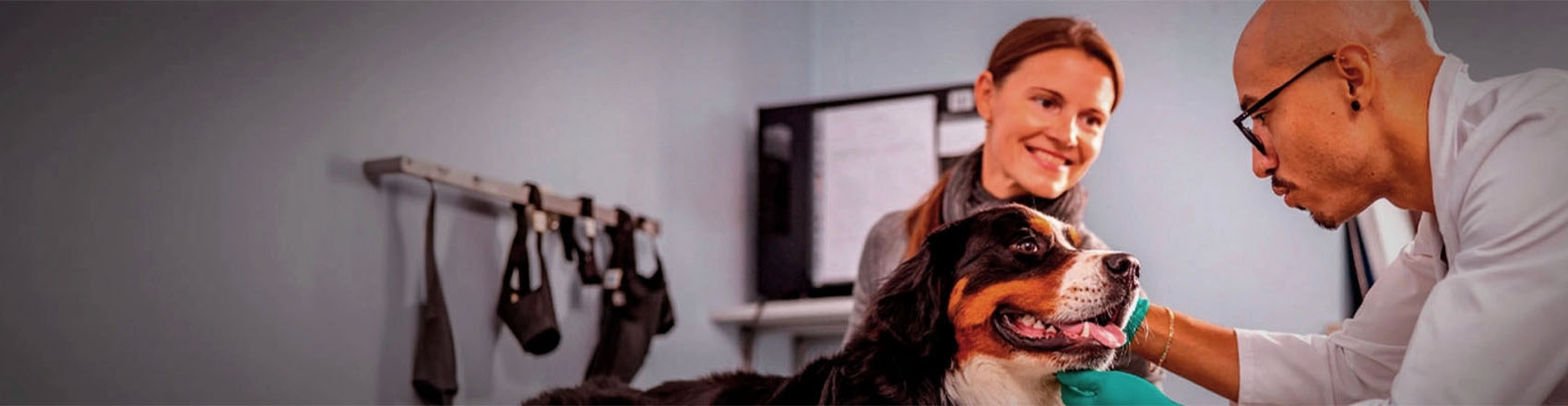 Multiasistencia pets Multiasistencia pets