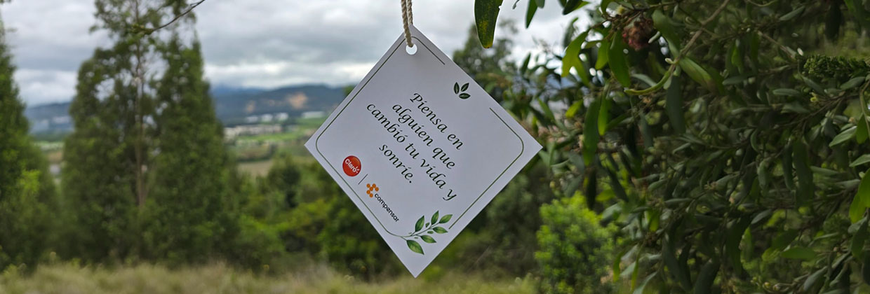 árbol nativo sembrado por claro y compensar para fortalecer la biodiversidad en cajicá árbol nativo sembrado por claro y compensar para fortalecer la biodiversidad en cajicá