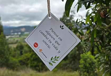 árbol nativo sembrado por claro y compensar para fortalecer la biodiversidad en cajicá